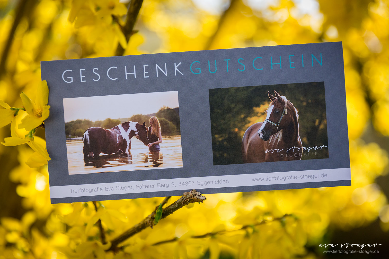 Tierfotografie Eva Stöger Pferdefotografie Hundefotografie Gutschein