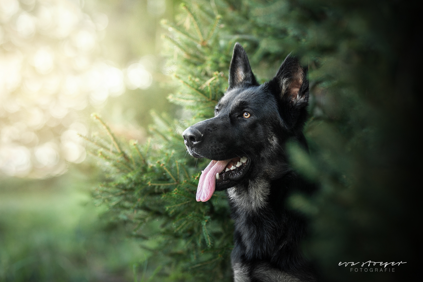 Tierfotografie Eva Stöger